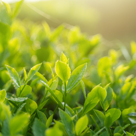 Thé blanc géraniu et thé vert Curcuma