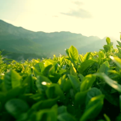 Thé blanc géraniu et thé vert Curcuma