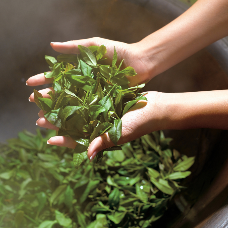 Thé Blanc à la Verveine en sachet de 20g et 50g