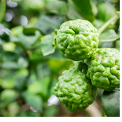 Le Combava en poudre de la maison du curcuma, mémé rivière est entièrement réalisé à partir du zest du fruit.