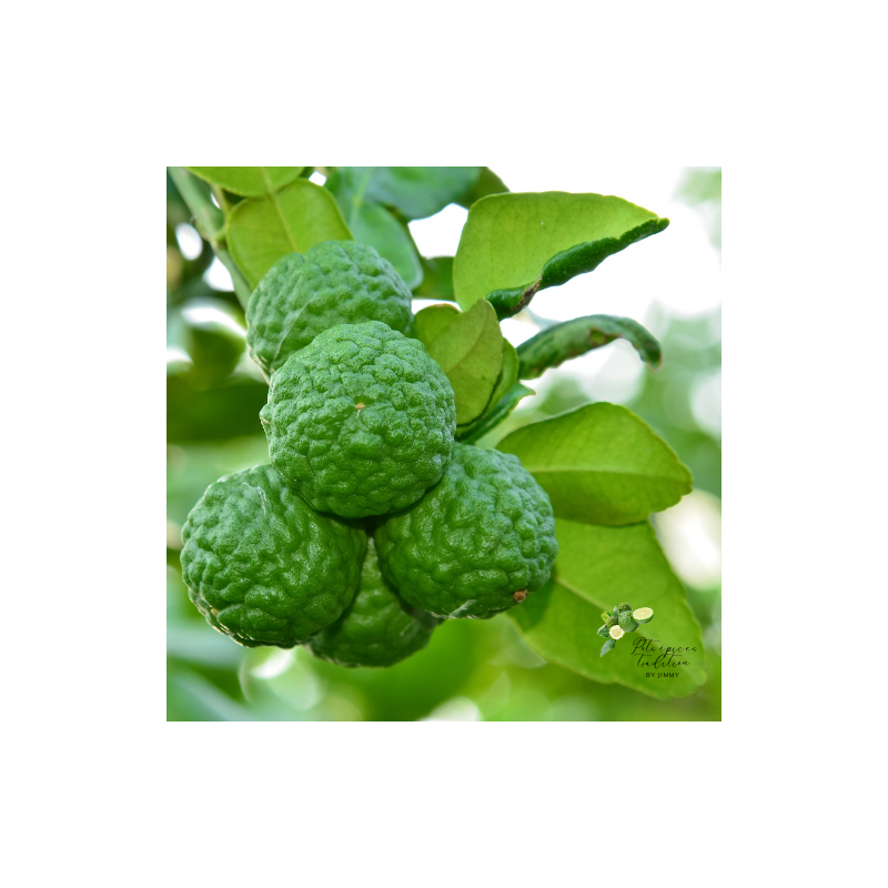 Sirop de Combava – Innovation | Jimmy LEPINAY | Pots Epices