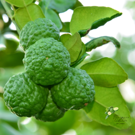 Sirop de Combava – Innovation | Jimmy LEPINAY | Pots Epices